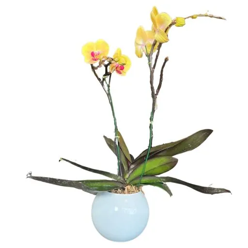 Orquidea amarilla III